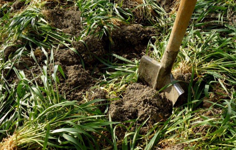 การขุดหญ้า