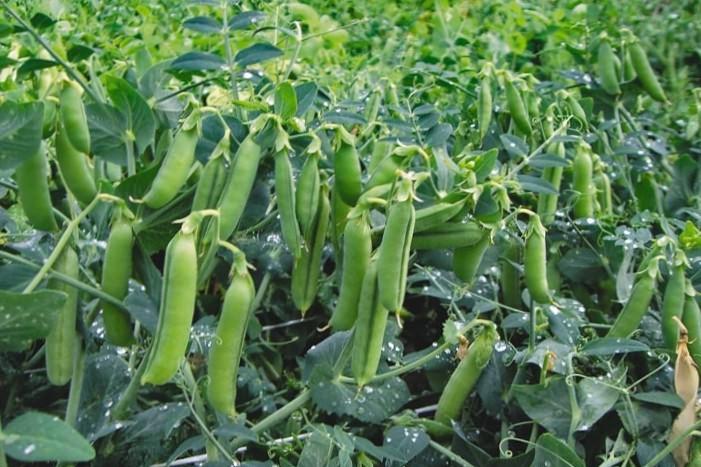 ต้นถั่ว