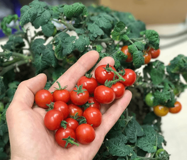 หนูน้อยหมวกแดง