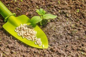 วันที่เหมาะสมในการปลูกแตงกวาตามปฏิทินจันทรคติ เดือนพฤษภาคม [ปี]