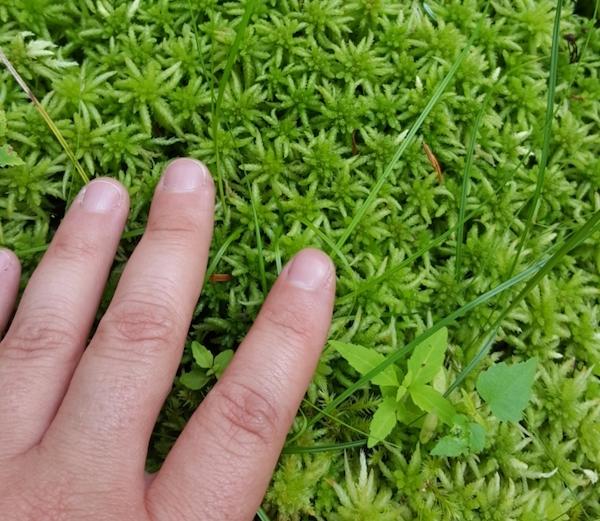 มอสและพีท