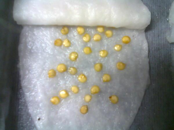 เมล็ดมะเขือเทศที่กำลังงอก