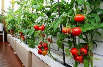 ต้นมะเขือเทศในบ้าน