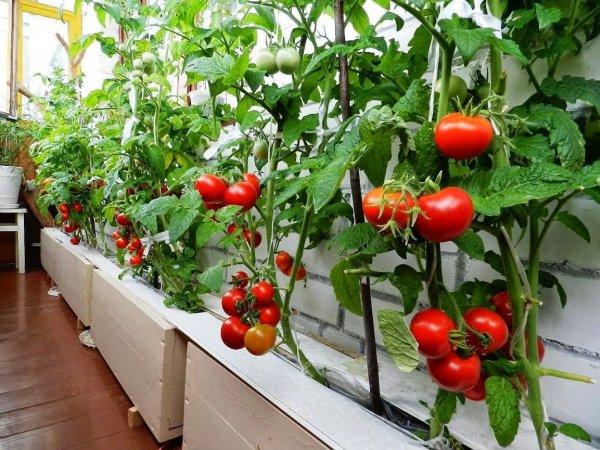 des buissons de tomates dans la maison