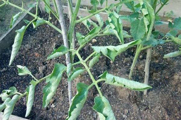 ไวรัสใบในมะเขือเทศ