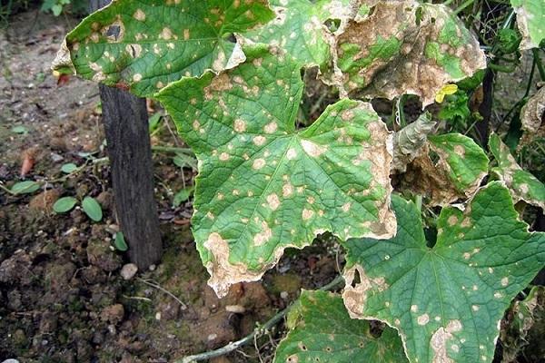 Anthracnose des concombres