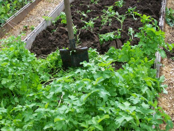 planter de l'engrais vert
