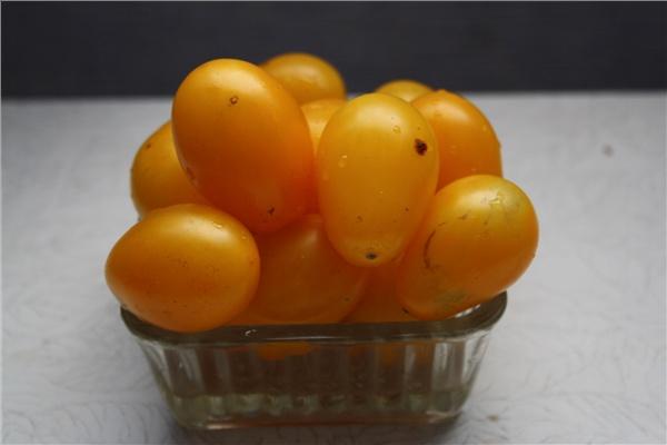 มะเขือเทศ "เยลโลว์มัสกัต"