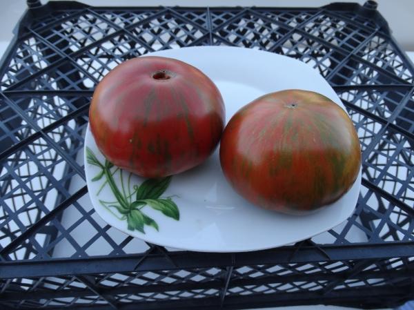 ลายทางสีทอง