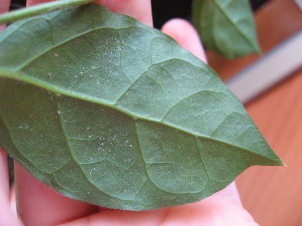 ไรเดอร์บนมะเขือเทศ