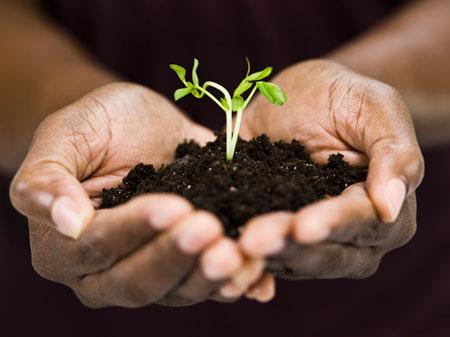 ดินสำหรับมะเขือเทศ