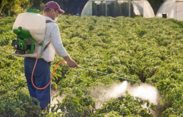 การแปรรูปมะเขือเทศ