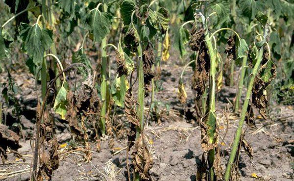 การเหี่ยวของมะเขือเทศ