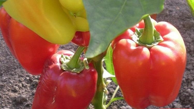 พริกเผา