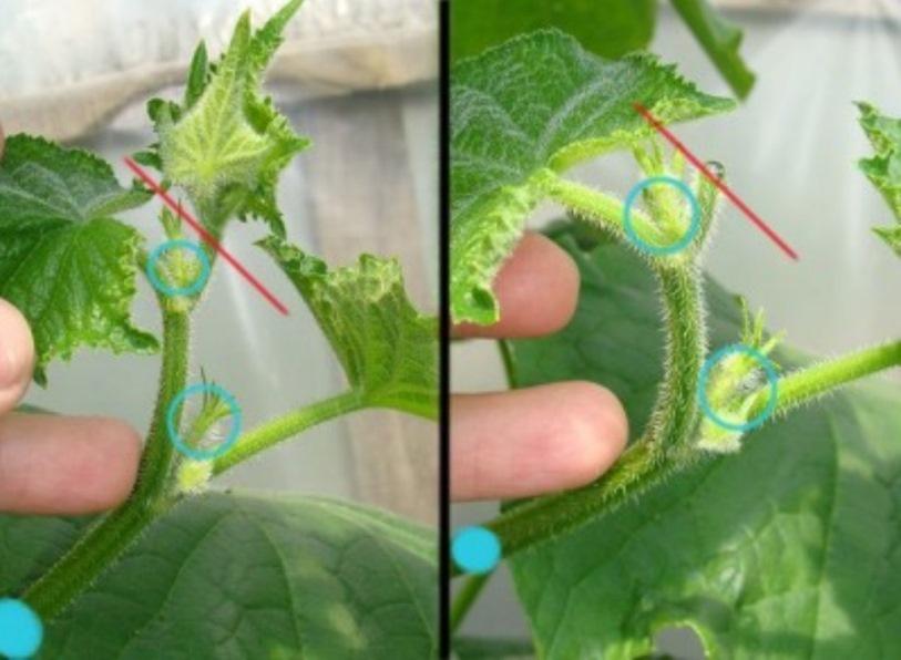 pincer les concombres