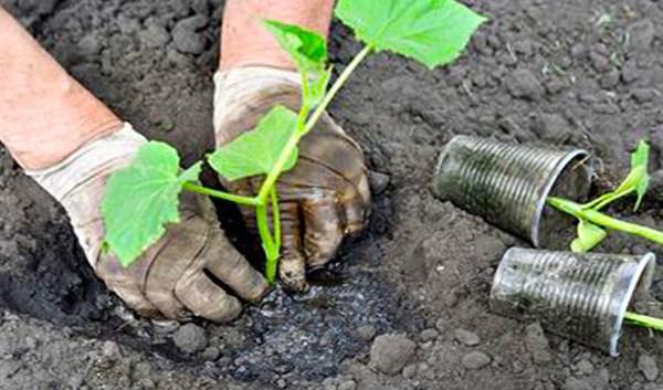 planter des concombres