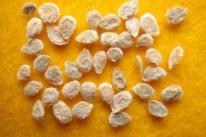 เมล็ดพันธุ์มะเขือเทศมีอายุการเก็บรักษาเท่าไร และยังคงมีชีวิตได้นานแค่ไหน?