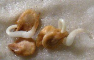 วิธีการงอกเมล็ดมะเขือเทศก่อนปลูกและเหตุใดจึงจำเป็น