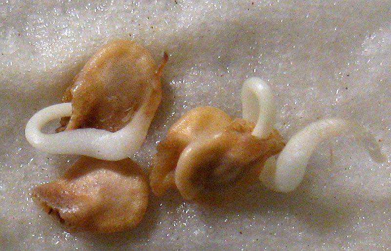 เมล็ดมะเขือเทศที่กำลังงอก