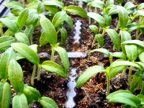 กระบวนการเจริญเติบโตของต้นกล้ามะเขือเทศ