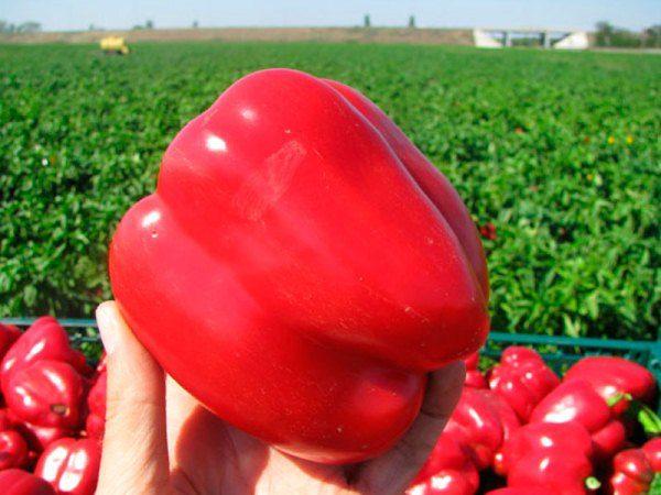 พริกไทยเซเฟอร์