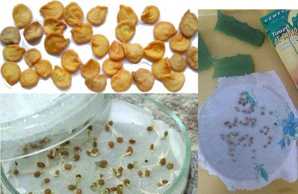 เมล็ดมะเขือเทศที่กำลังงอก