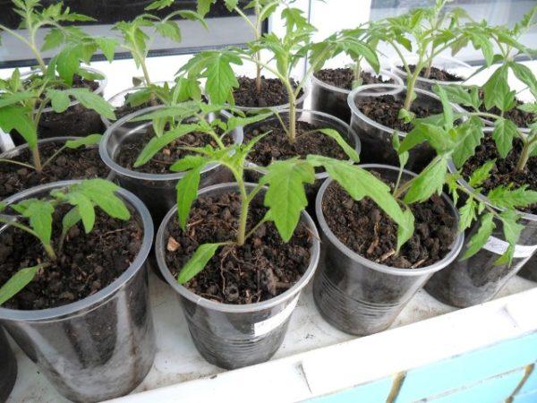 plants de tomates en pots