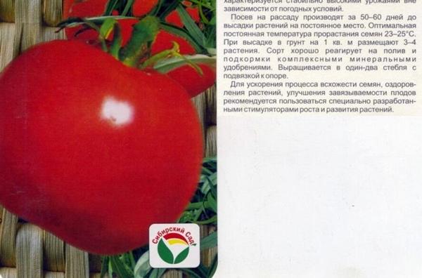 มะเขือเทศฤดูกำมะหยี่