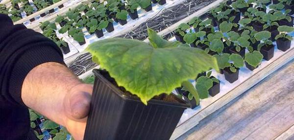 les semis jaunissent