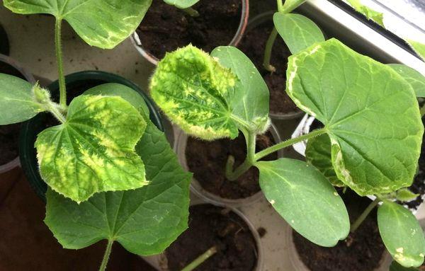 les feuilles jaunissent