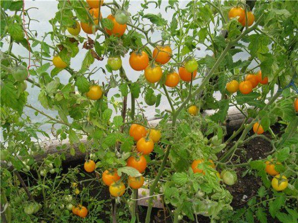 ไข่มุกสีเหลือง