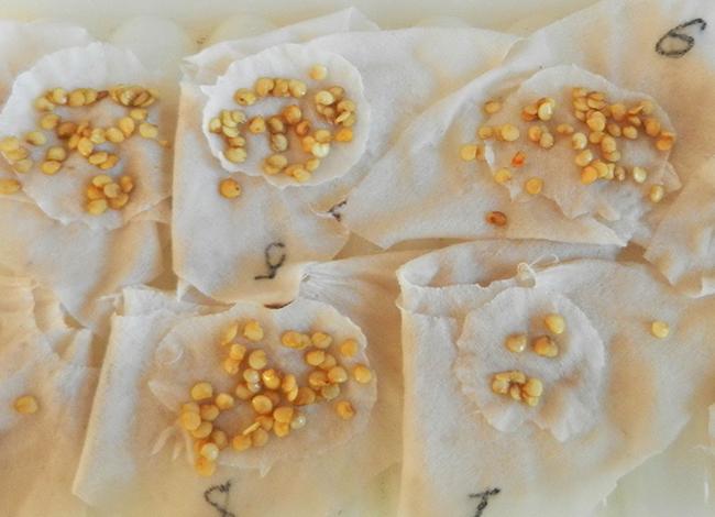 เมล็ดมะเขือเทศที่กำลังงอก