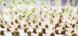 วิธีตรวจสอบการงอกของเมล็ดมะเขือเทศ กฎเกณฑ์ในการพิจารณา