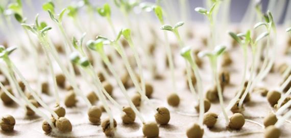 เมล็ดมะเขือเทศ