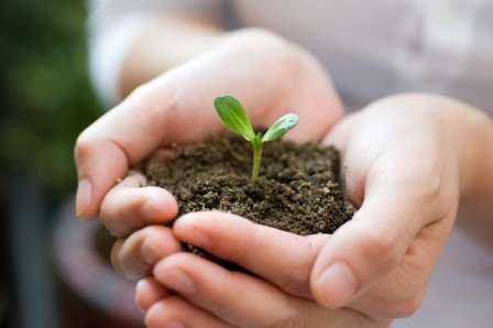 semis dans les mains