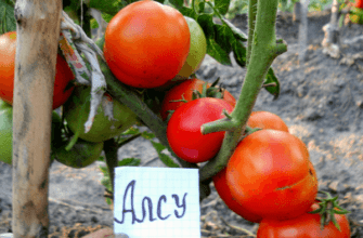 มะเขือเทศอัลซู