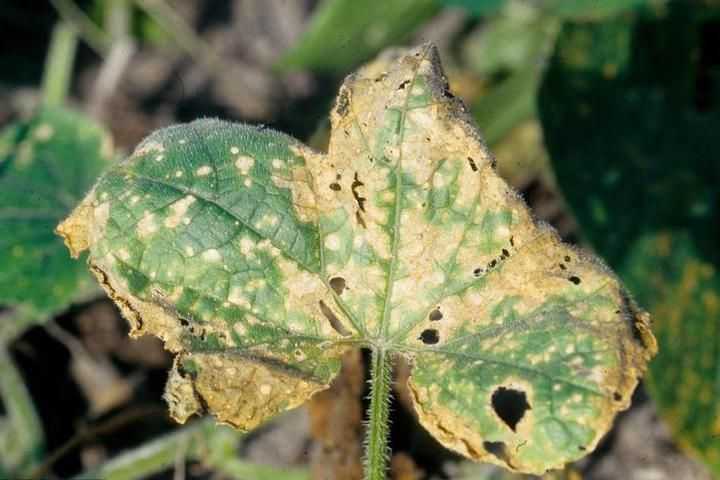 Anthracnose des concombres