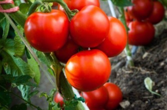 มะเขือเทศไร้เมล็ด