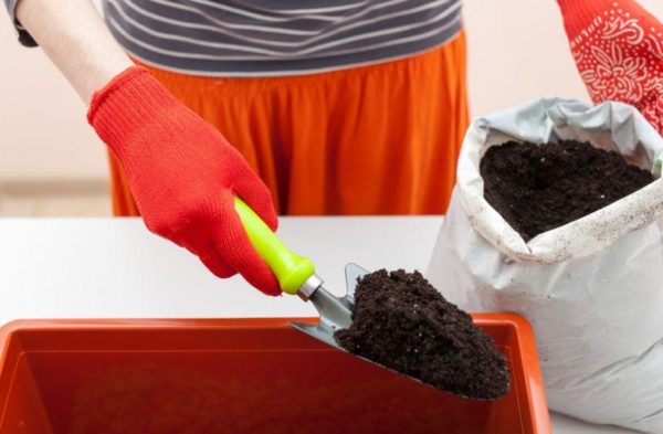 un homme ramasse de la terre pour les semis