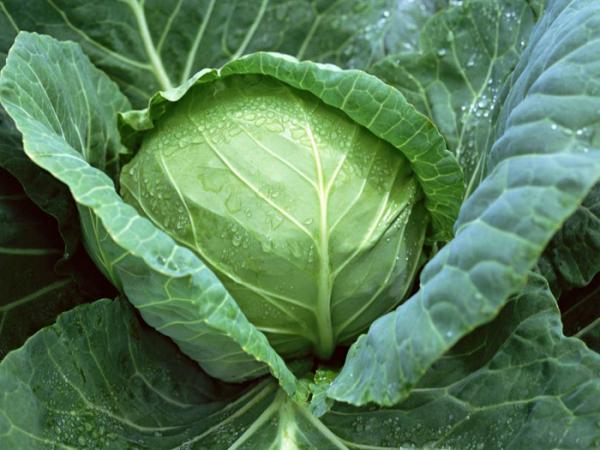 choux dans le jardin
