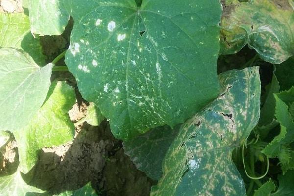 Brûlure bactérienne des concombres