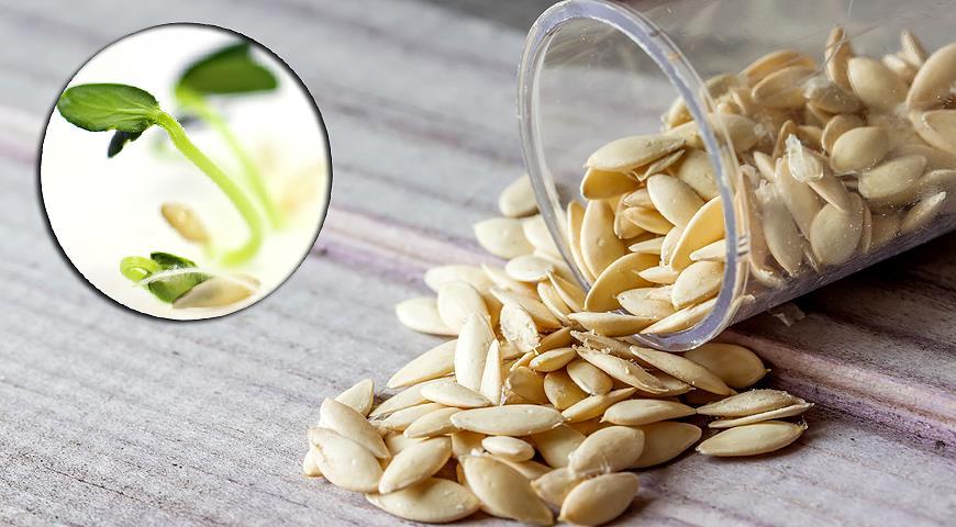 เมล็ดแตงกวา