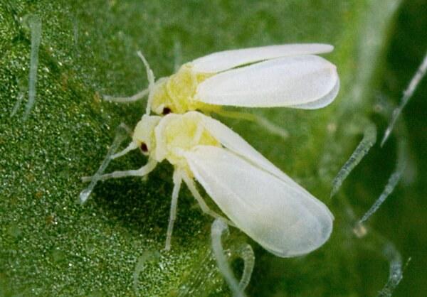 aleurode du concombre