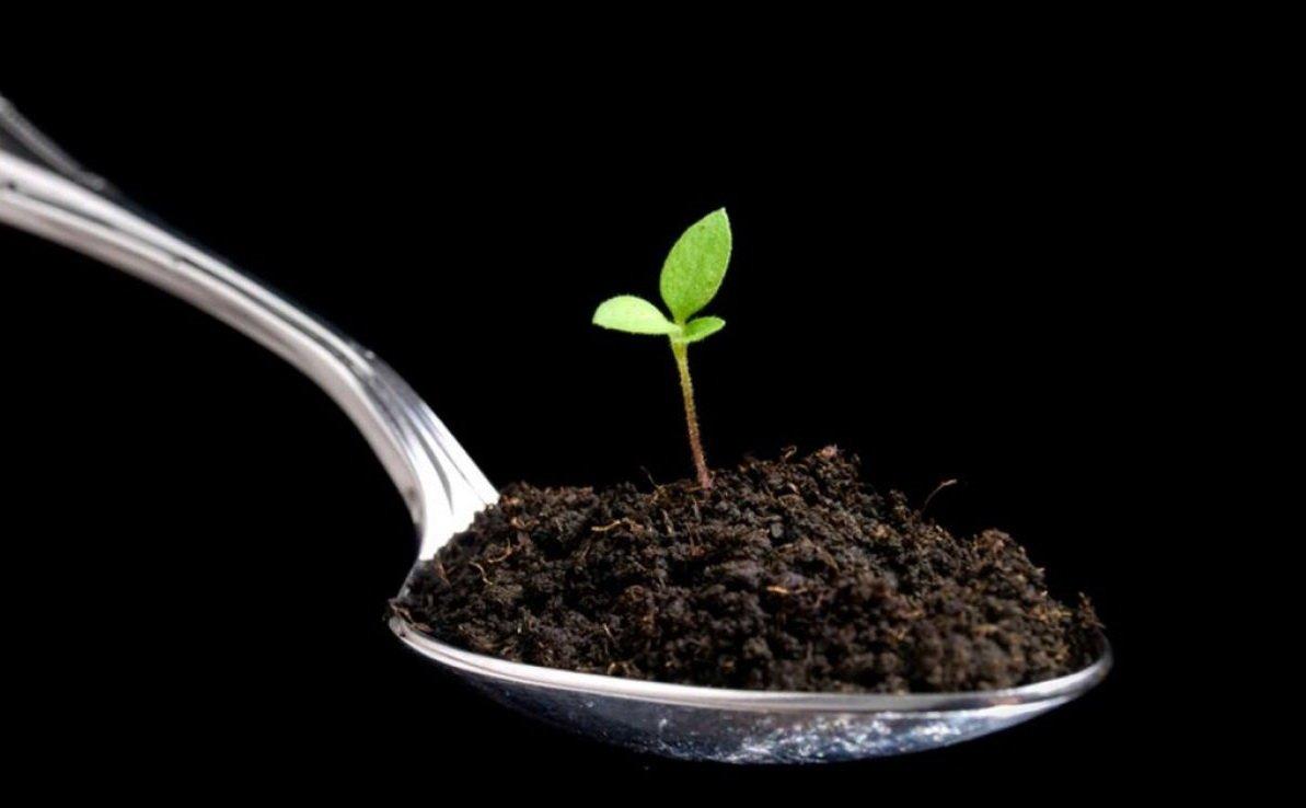 semis dans une cuillère
