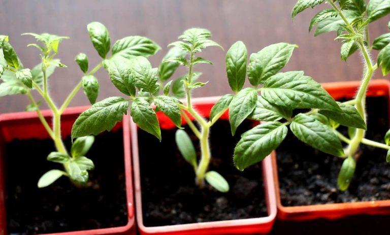 plants de tomates