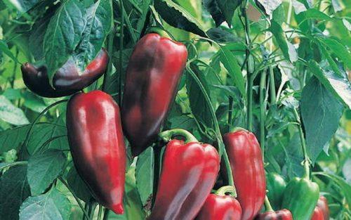 พริกบูราติโน