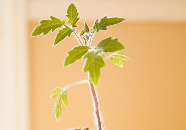 ใบอ่อนมะเขือเทศ