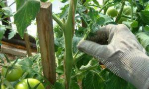 วิธีการเด็ดมะเขือเทศในเรือนกระจกและพื้นที่โล่งอย่างถูกต้องทีละขั้นตอน