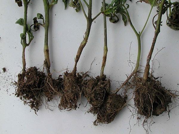 patte noire des plants de tomates