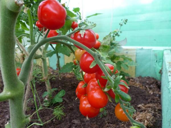 tomate Organza F1